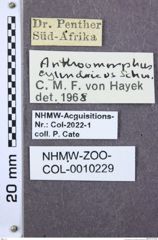 Etiketten zu Propsephus sanguinolentus (NHMW-ZOO-COL-0010229)